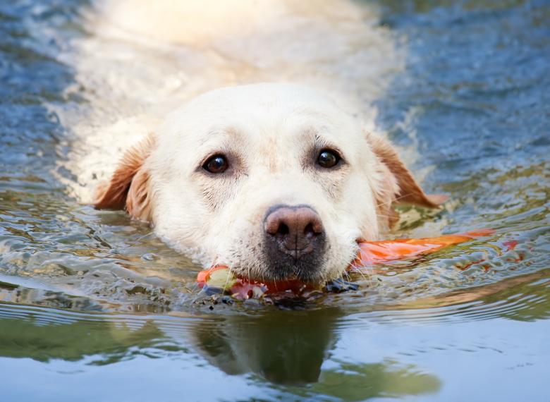 Free stock image of Swimmer created by Pixabay