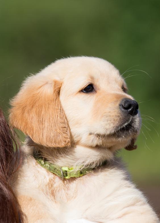 Free stock image of Pup created by Pixabay