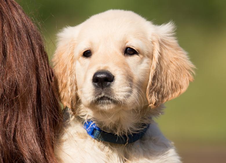 Free stock image of Pet created by Pixabay