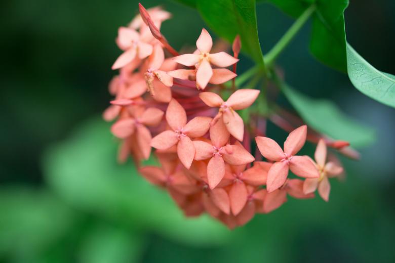 Free stock image of Nature created by Pixabay