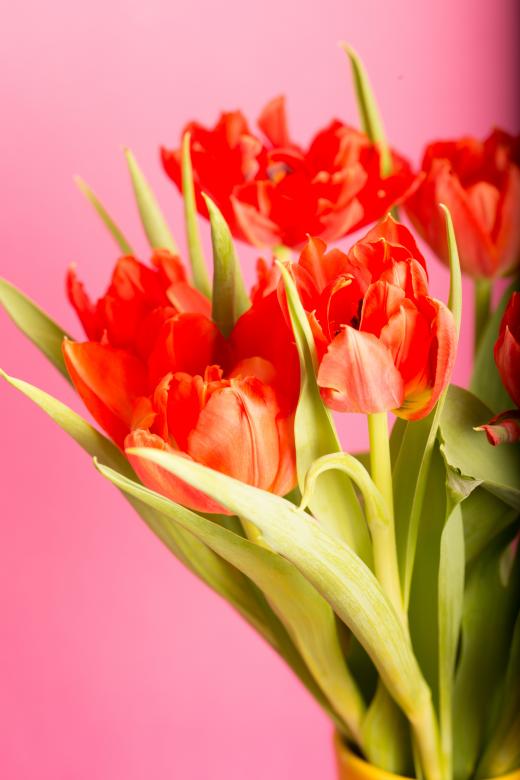Free stock image of Bouquet created by Pixabay