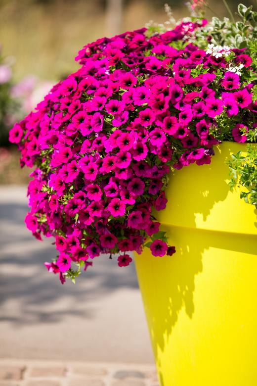 Free stock image of Flowers created by Pixabay