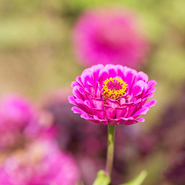 Free stock image of Garden created by Pixabay