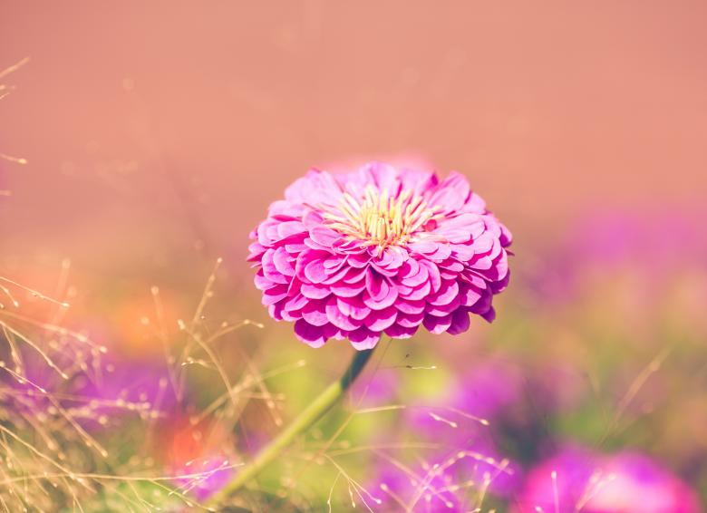 Free stock image of Flower created by Pixabay