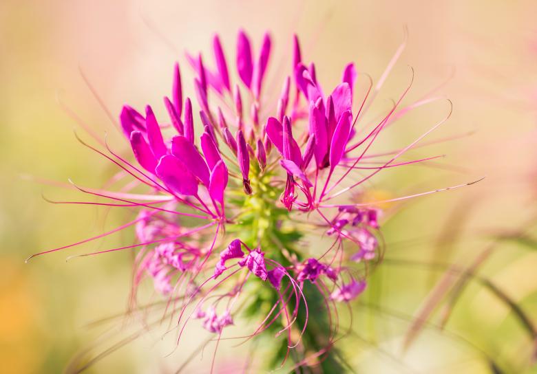 Free stock image of Nature created by Pixabay