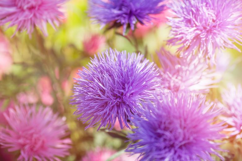 Free stock image of Garden created by Pixabay
