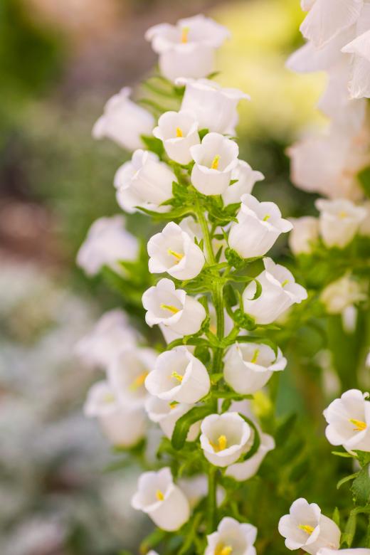 Free stock image of White Flowers created by Pixabay