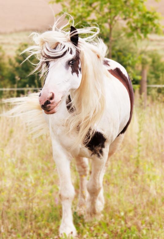 Free stock image of White Horse created by Pixabay