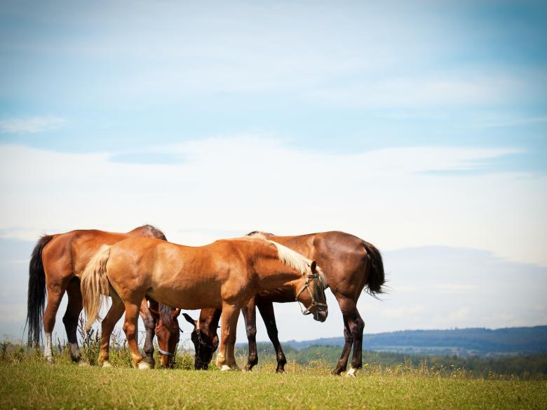 Free stock image of Horses created by Pixabay