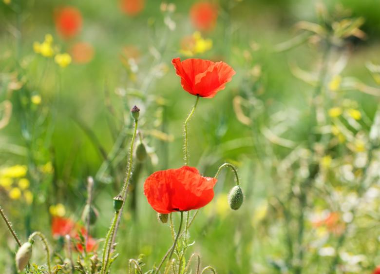 Free stock image of Flower created by Pixabay