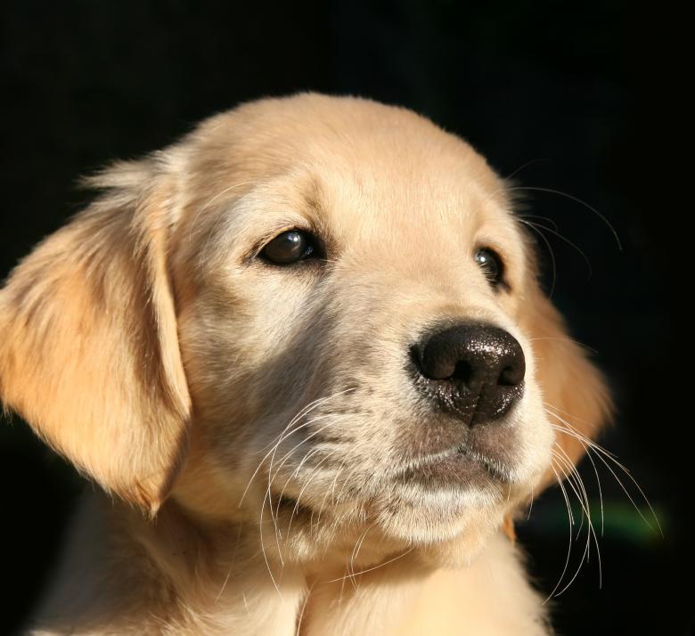 Free stock image of Pet created by Pixabay