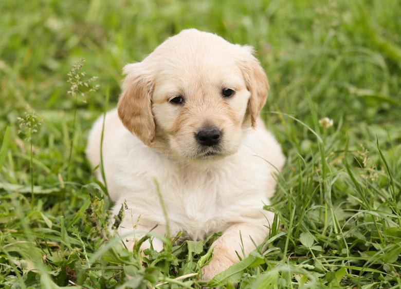 Free stock image of Dog created by Pixabay