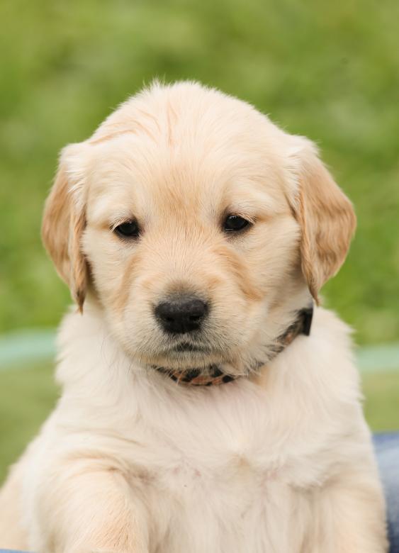 Free stock image of Dog created by Pixabay