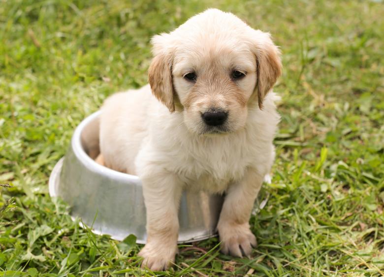 Free stock image of Pet created by Pixabay