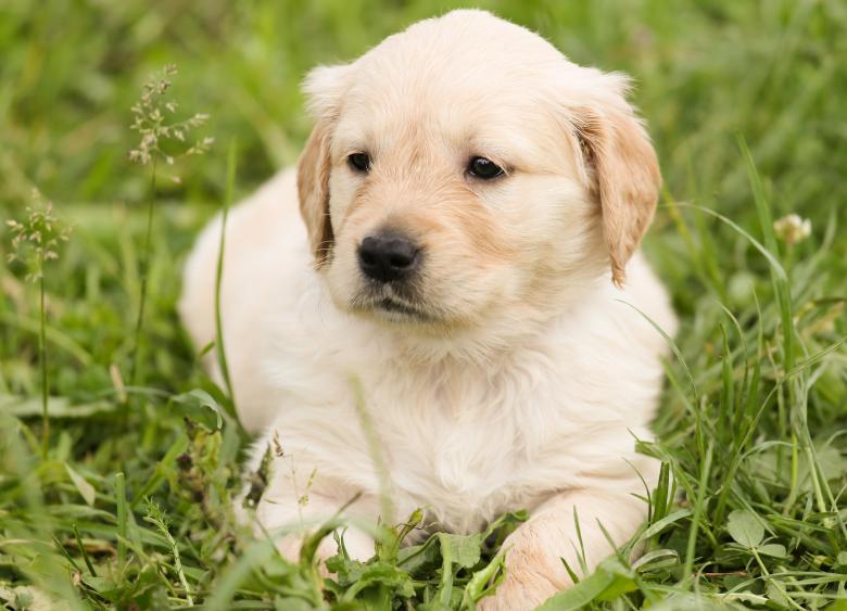 Free stock image of Pup created by Pixabay