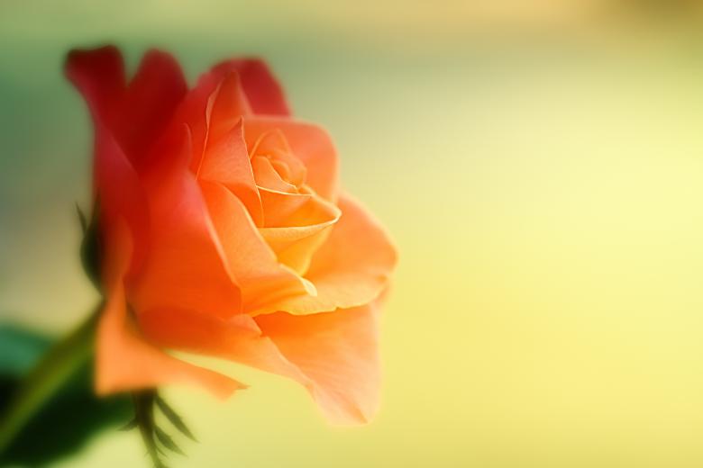 Free stock image of Fragrance created by Pixabay