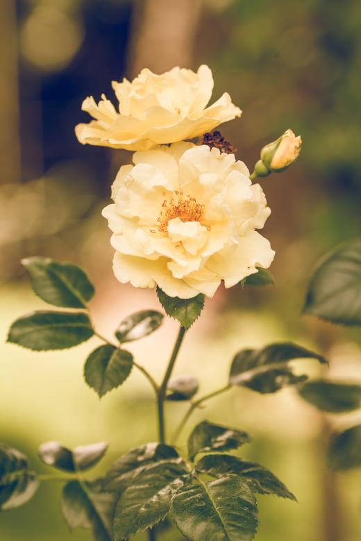 Free stock image of Rose created by Pixabay