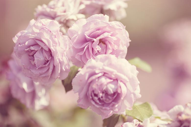 Free stock image of Roses created by Pixabay