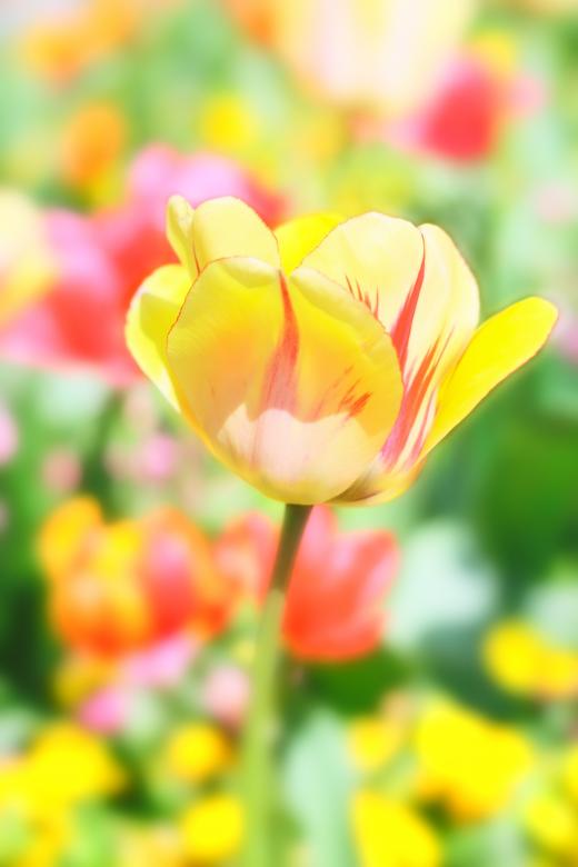 Free stock image of Tulip created by Pixabay