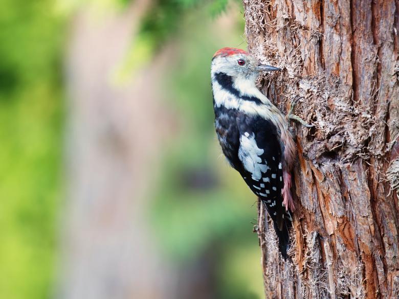 Free stock image of Woodpecker created by Pixabay