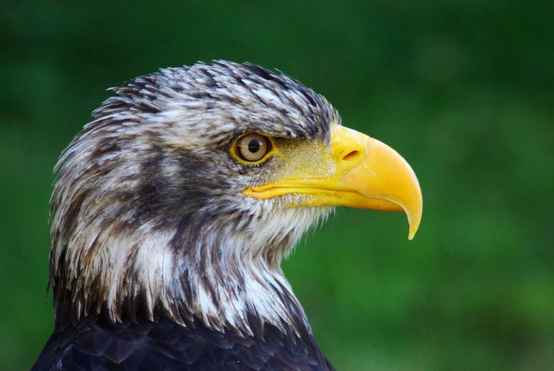 Free stock image of Hawk created by Pixabay