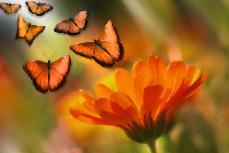 Free stock image of Nature created by Pixabay