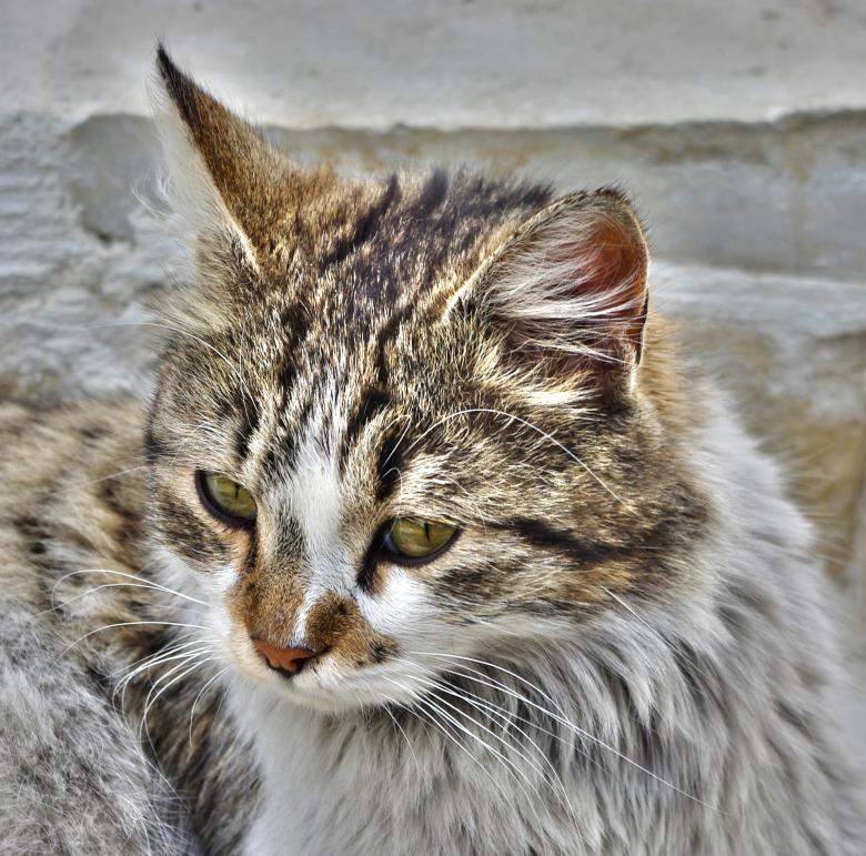 Free stock image of Cat created by Pixabay