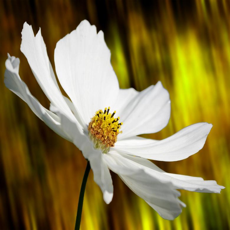 Free stock image of Flower created by Pixabay