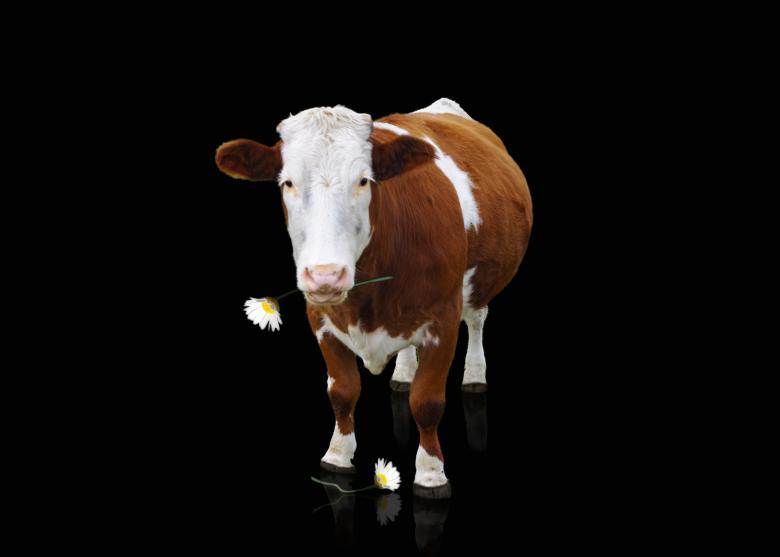 Free stock image of Cow created by Pixabay
