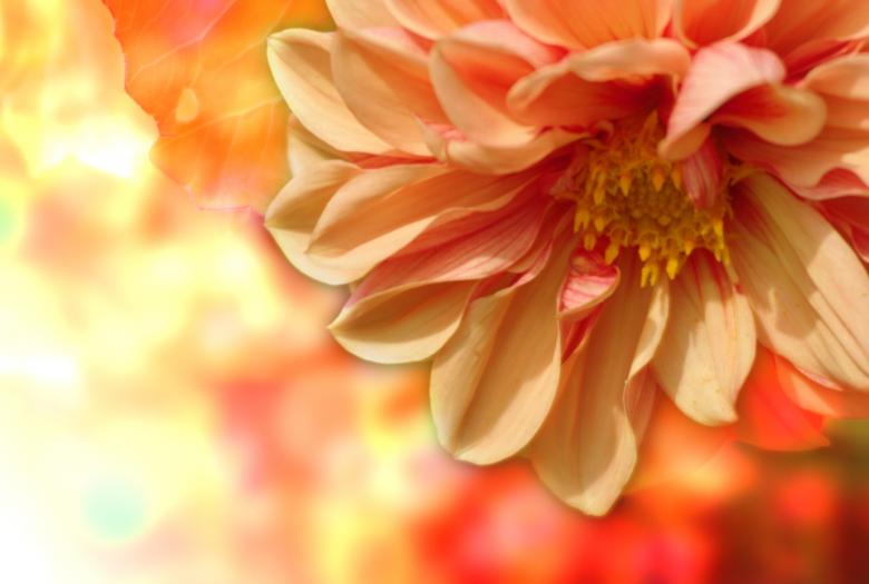 Free stock image of Fresh created by Pixabay