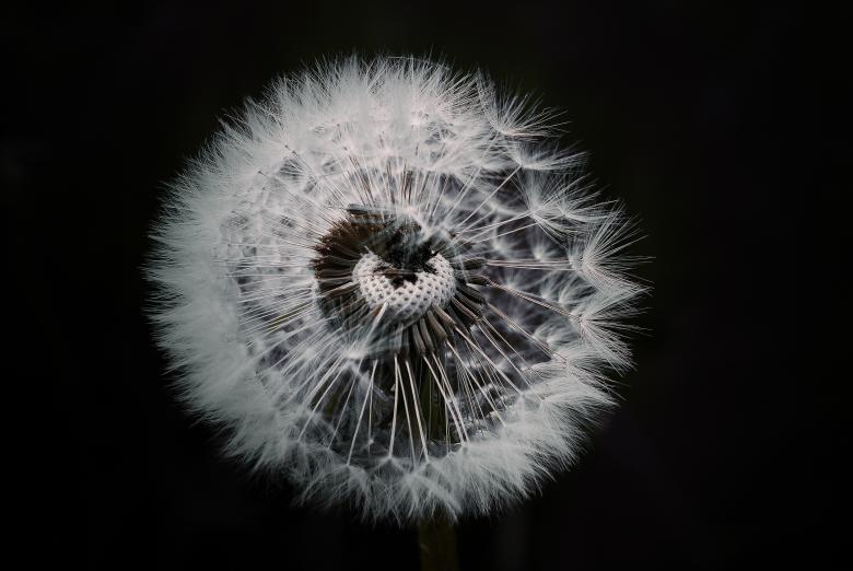 Free stock image of Flower created by Pixabay