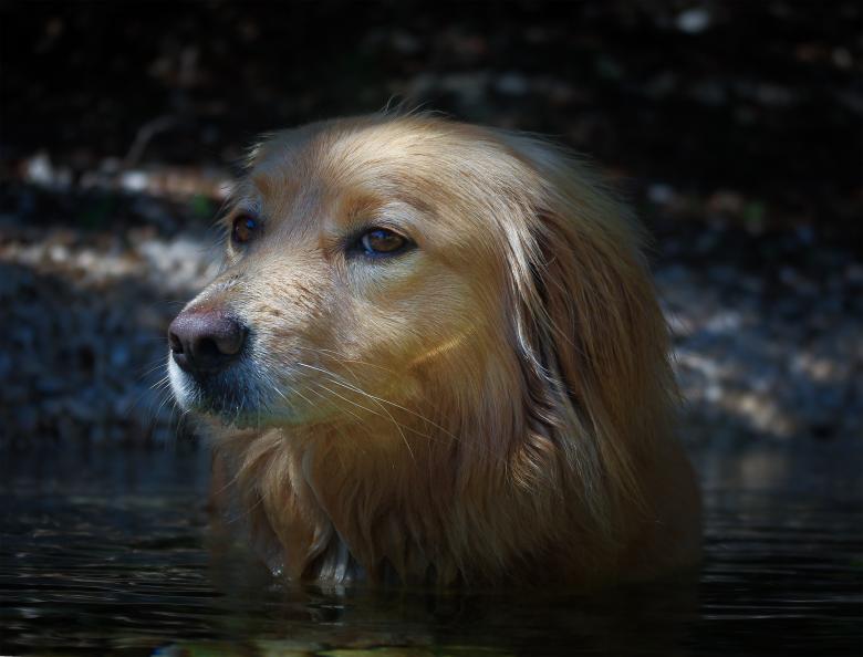 Free stock image of Pet created by Pixabay