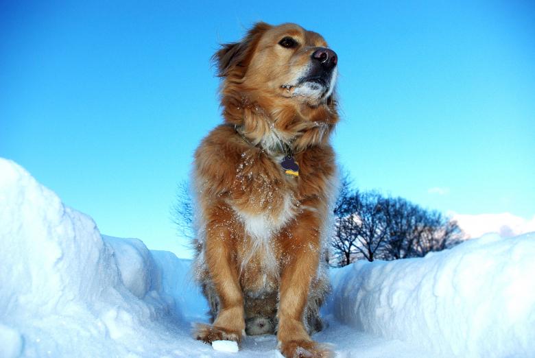 Free stock image of Pet created by Pixabay