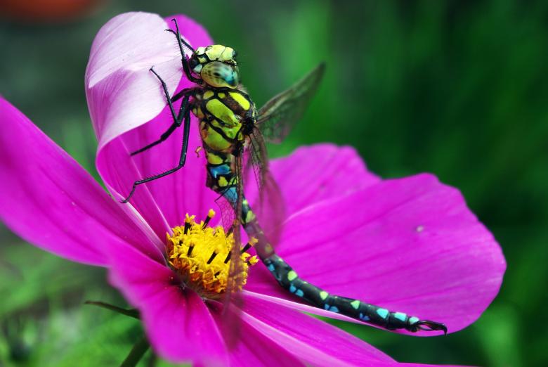 Free stock image of Nature created by Pixabay