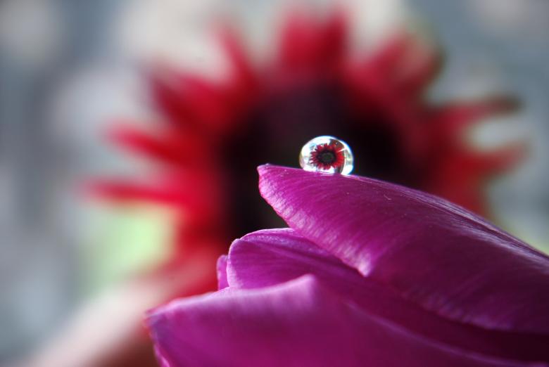 Free stock image of Nature created by Pixabay