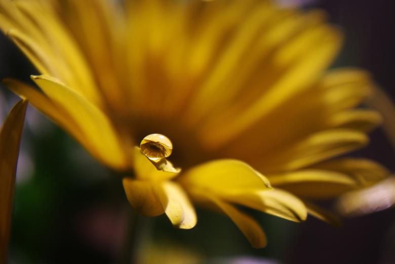 Free stock image of Flower created by Pixabay