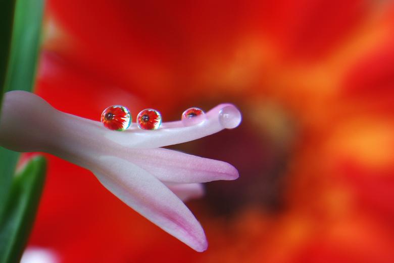 Free stock image of Flower created by Pixabay