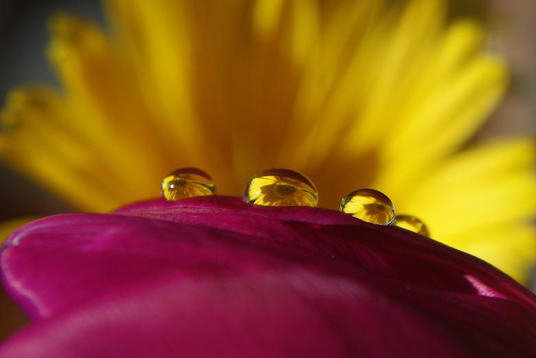 Free stock image of Flower created by Pixabay