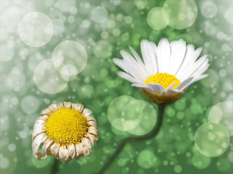 Free stock image of Flower created by Pixabay