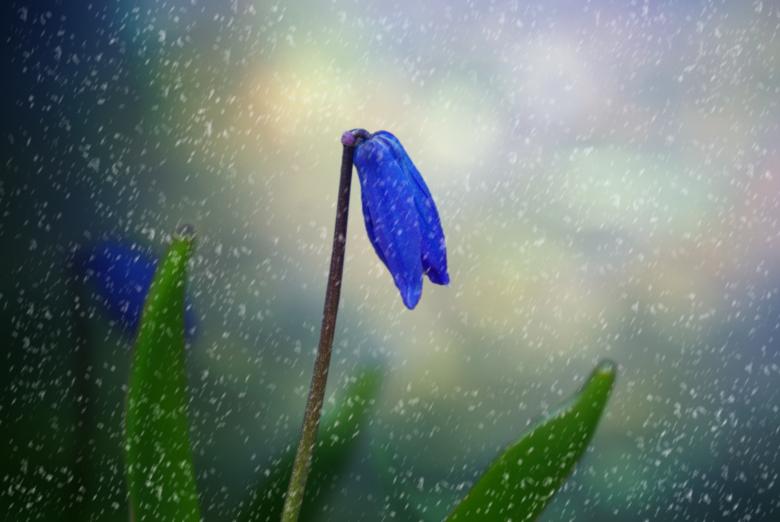 Free stock image of Flower created by Pixabay