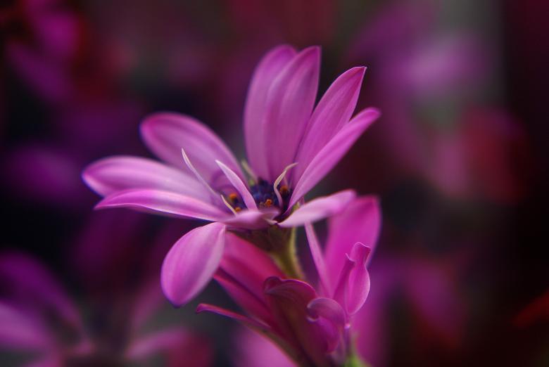 Free stock image of Fresh created by Pixabay