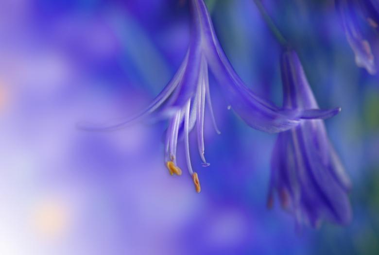 Free stock image of Nature created by Pixabay