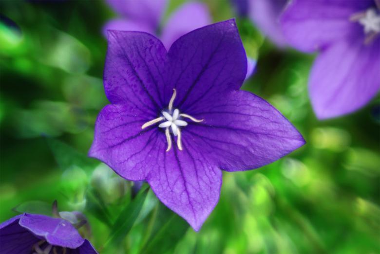 Free stock image of Nature created by Pixabay