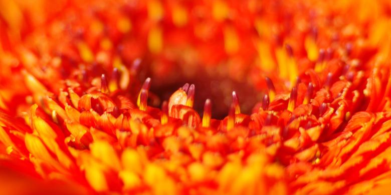 Free stock image of Nature created by Pixabay