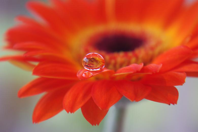 Free stock image of Flower created by Pixabay