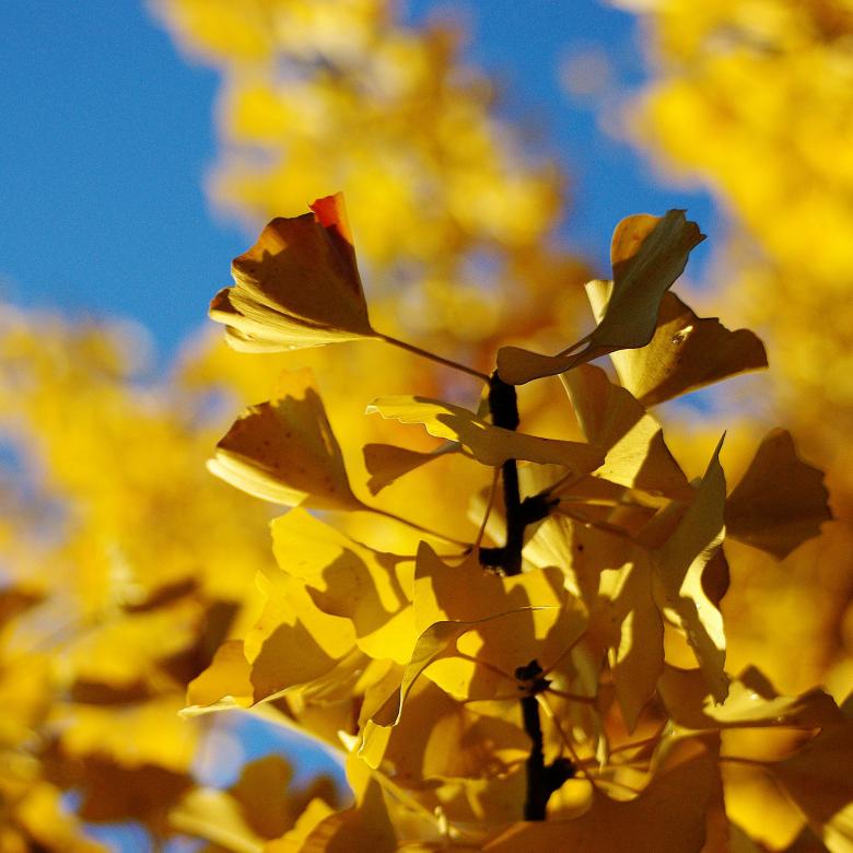 Free stock image of Fresh created by Pixabay