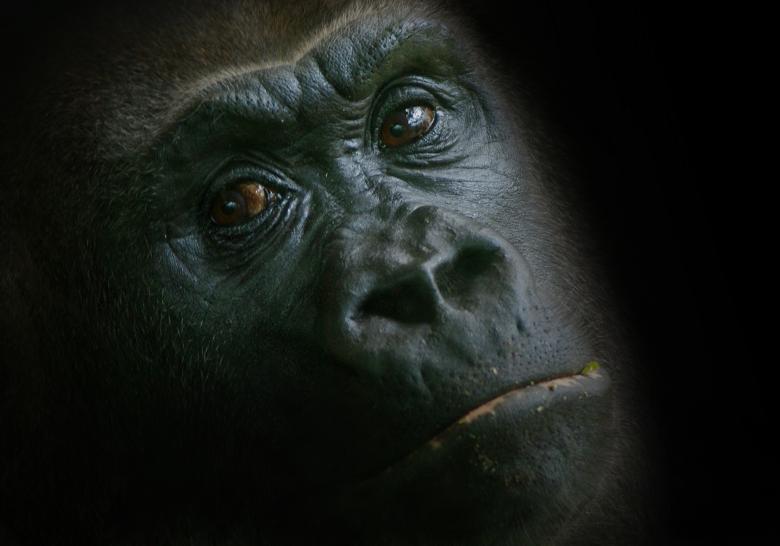 Free stock image of Monkey created by Pixabay
