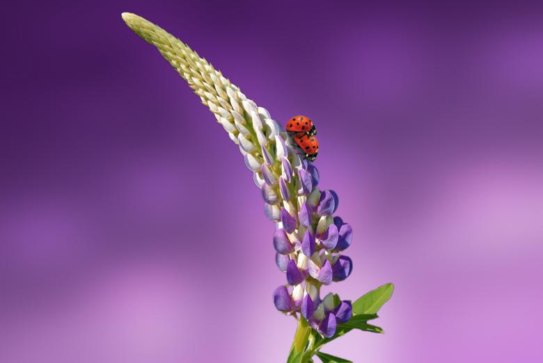 Free stock image of Flower created by Pixabay