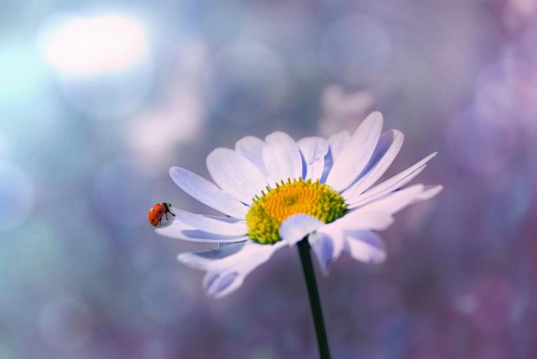 Free stock image of nature created by Pixabay