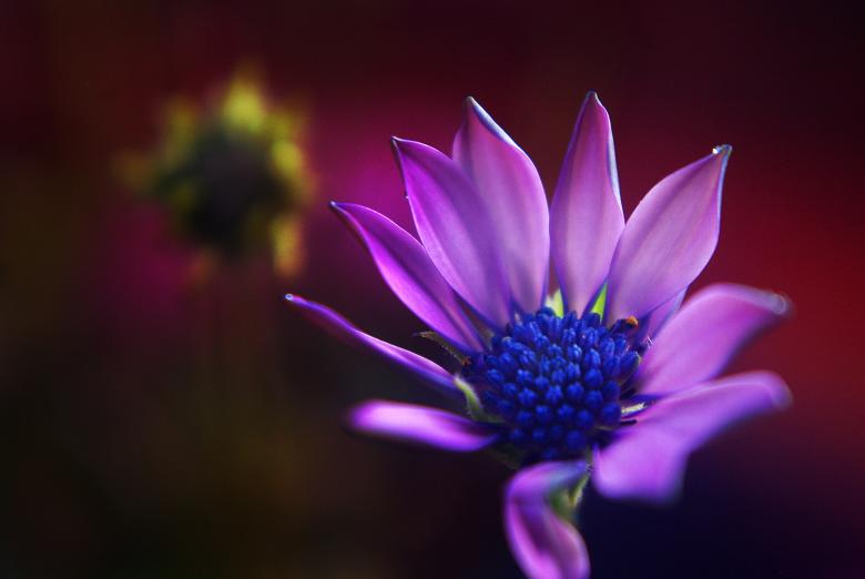 Free stock image of Flower created by Pixabay
